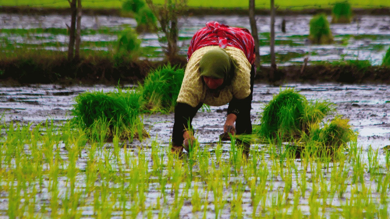جلوی واردات برنج در فصل برداشت گرفته شود
