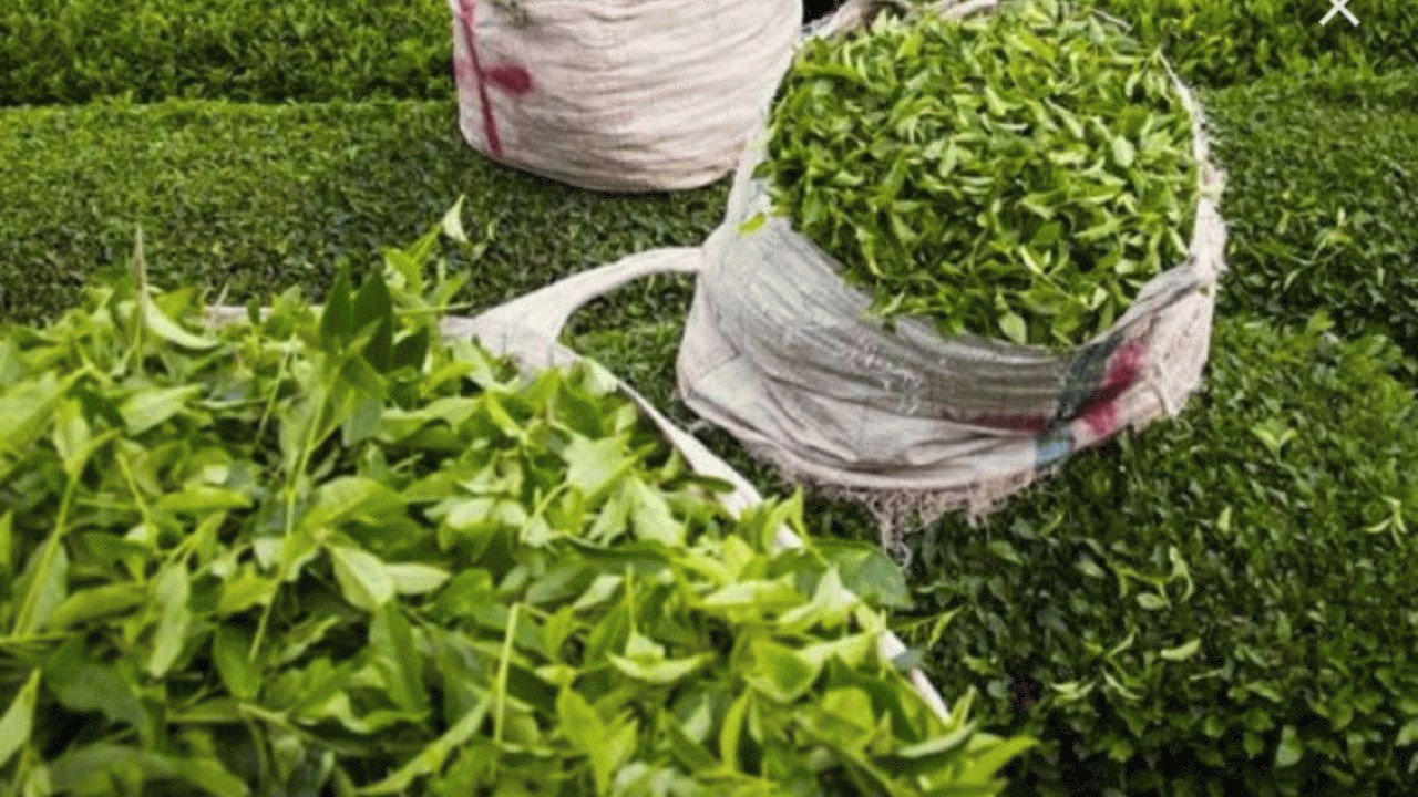 چایکاران مازندرانی چین دوم برگ سبز چای را آغاز کردند