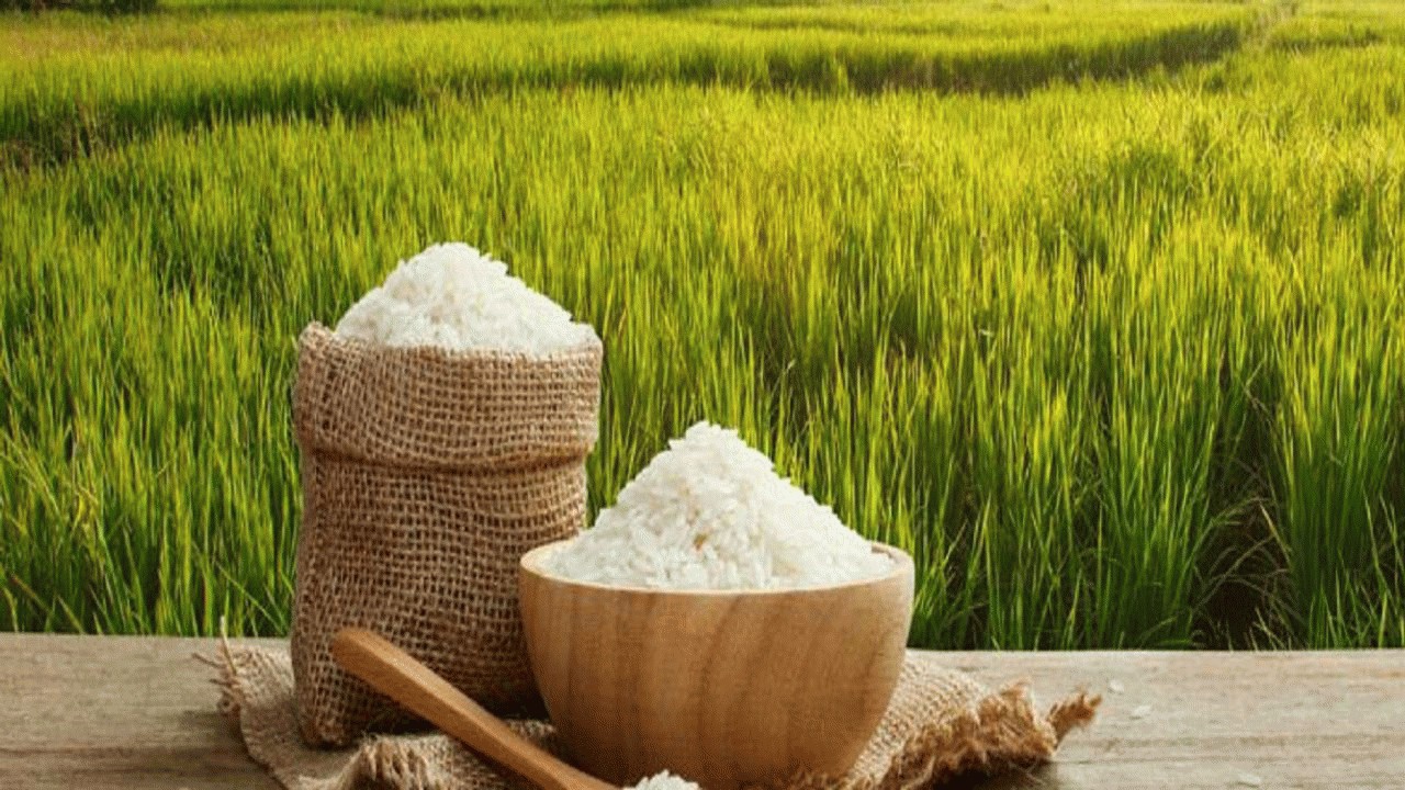 مازندران برنج چند میلیون ایرانی را تامین می‌کند؟