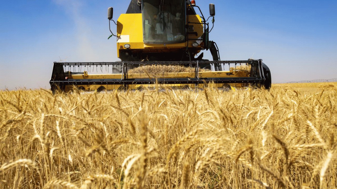 خرید گندم در مازندران از مرز ۳۷ هزار تن گذشت