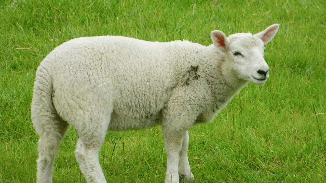 ذبح گوسفند فقط در کشتارگاه‌های مجاز مازندران