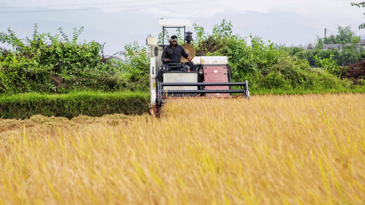 برداشت برنج در 213 هزار هکتار از شالیزارهای مازندران/ 95 درصد مکانیزه برداشت شد