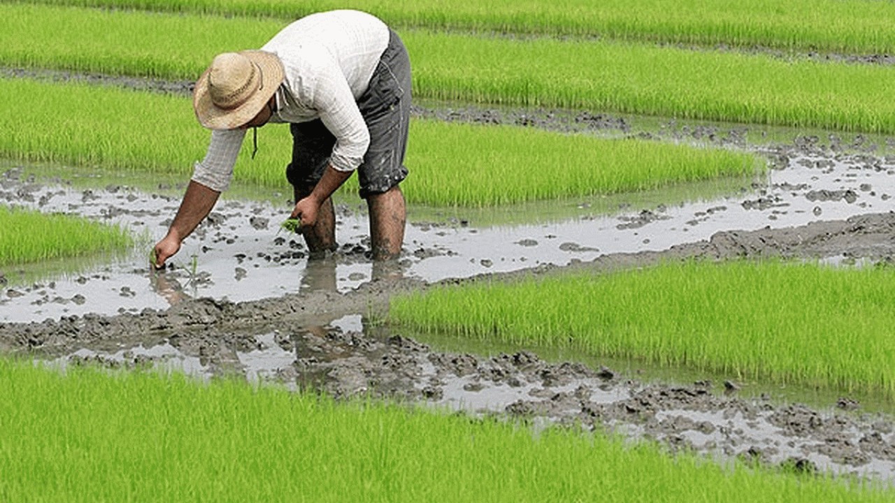 ممنوعیت کشت برنج در سال ۱۴۰۰ لغو شد