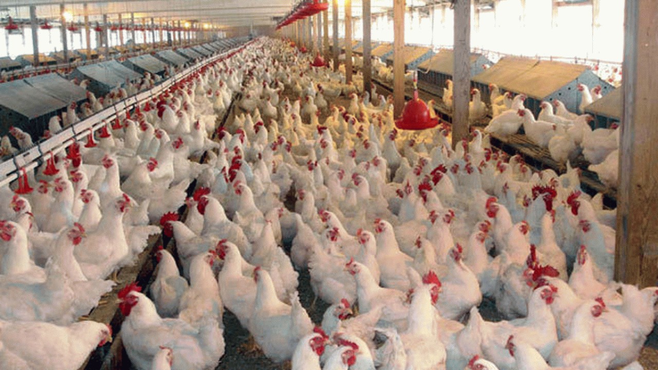 کشف عرضه خارج از شبکه ۲۵ تن مرغ در مازندران
