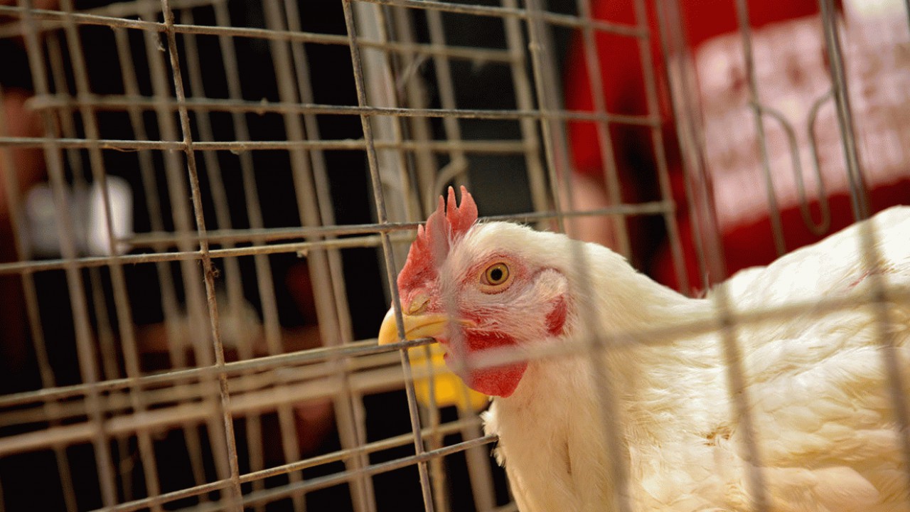 کشف ۲۶ تن مرغ زنده خارج از شبکه توزیع در سوادکوه