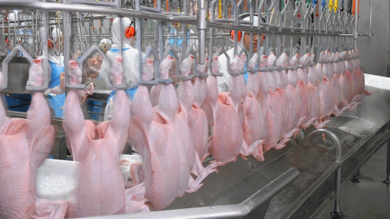 تولید ۶۴۵ تن گوشت مرغ در بابل