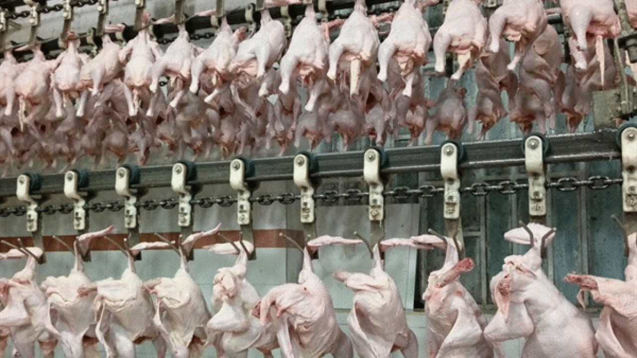 ارسال ۲ هزار و ۴۳۰ تن مرغ از بهشهر به کشتارگاه‌ها