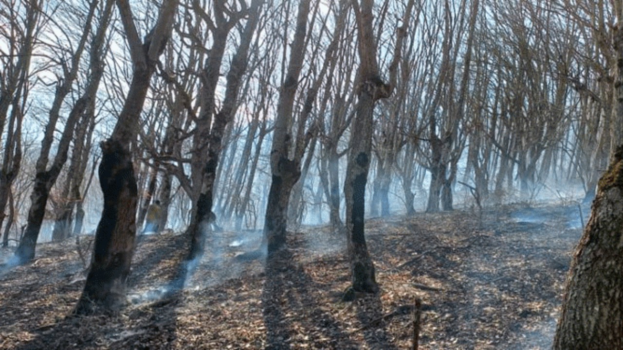 سوختن ۱۱ هکتار جنگل در چالوس