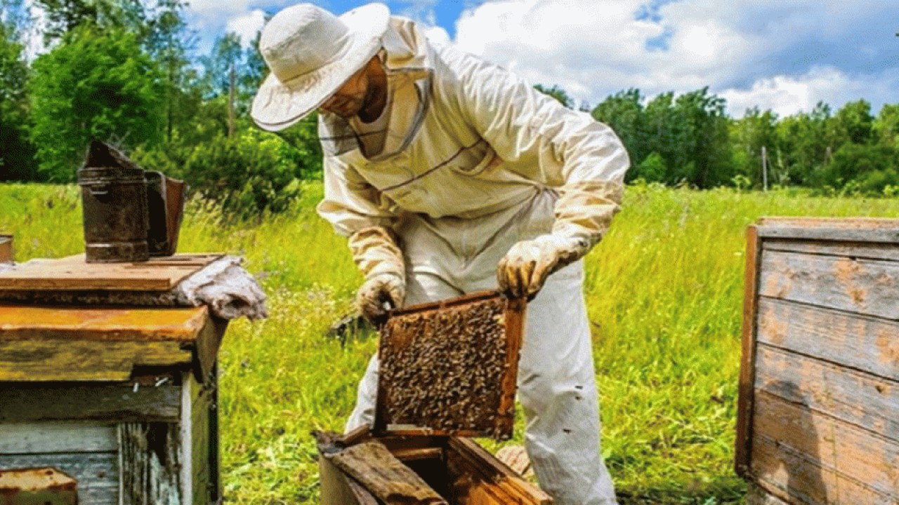 رونق زنبورداری در مازندران در پی افزایش قیمت عسل در سال های اخیر