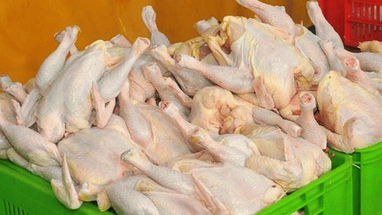 ذخیره سازی مرغ‌های کشتار روز در مازندران