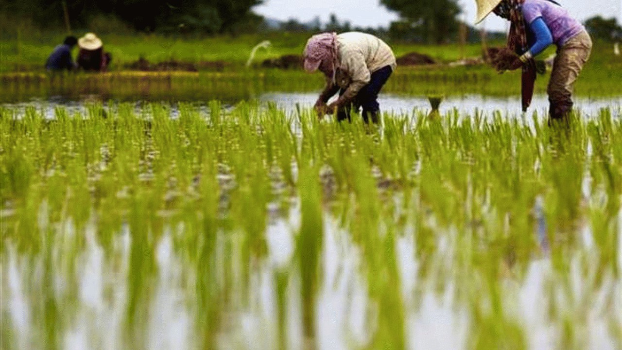 تمایل کشاورزان به کشت برنج پرمحصول