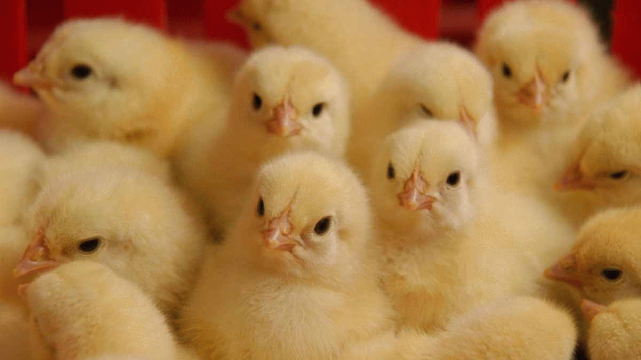 صادرات حدود پنج میلیون قطعه جوجه یکروزه و تخم مرغ نطفه دار از مازندران