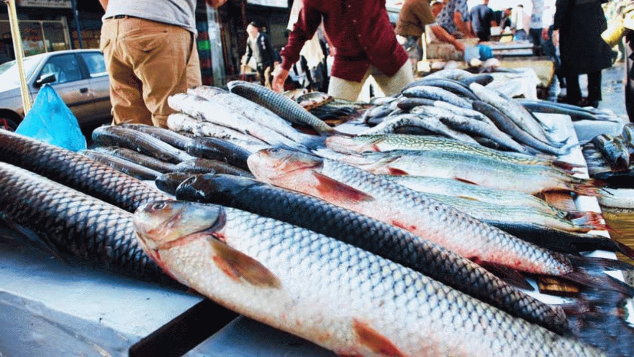 افزایش قیمت ماهی در سایه کاهش صید