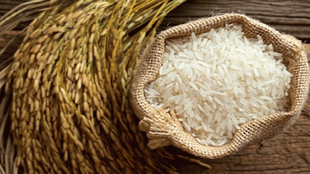 دولت 50 هزار تن برنج پرمحصول خریداری می کند
