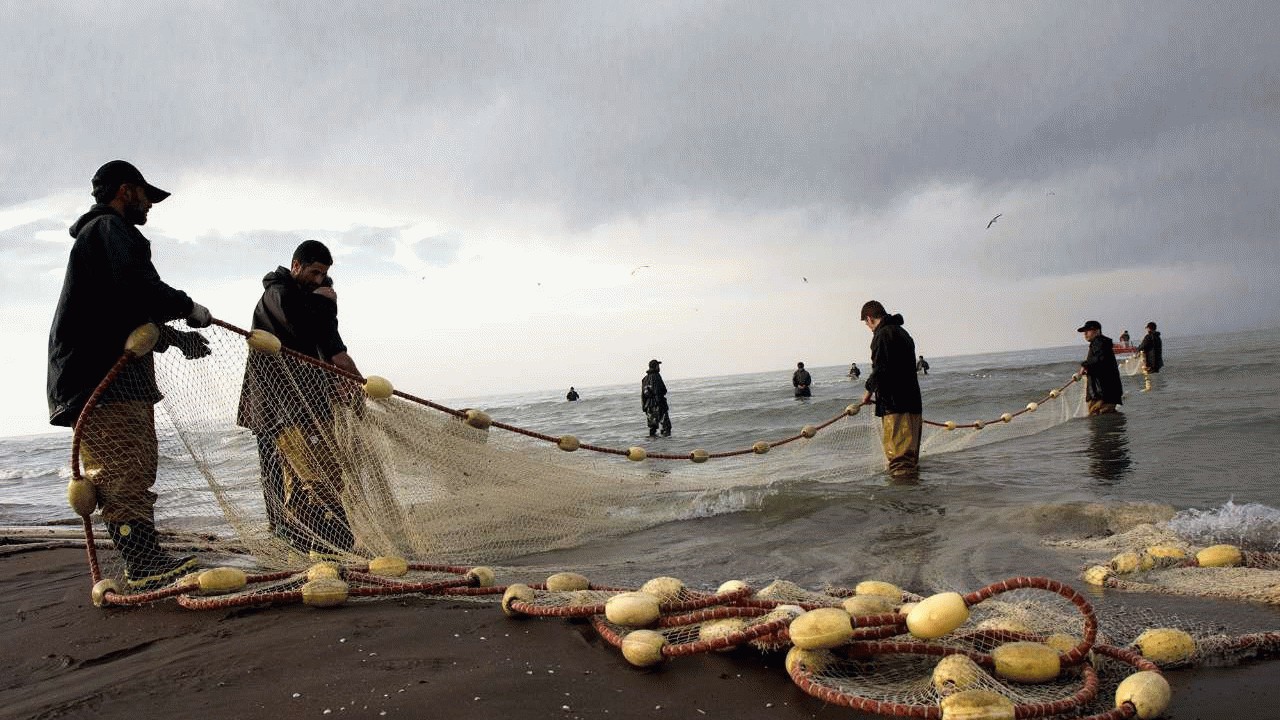 صید ۵۲۵ تن ماهی در مازندران