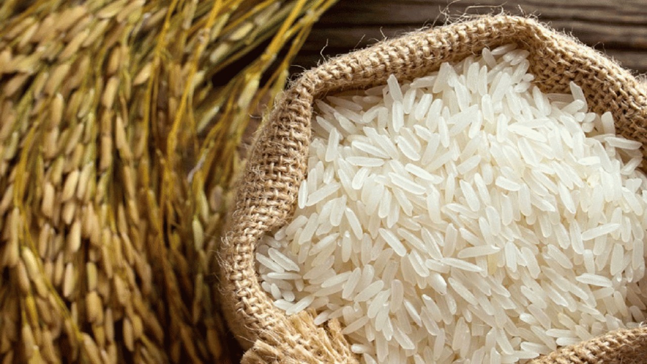 ۹۰ تن برنج پر محصول در مازندران خریداری شد