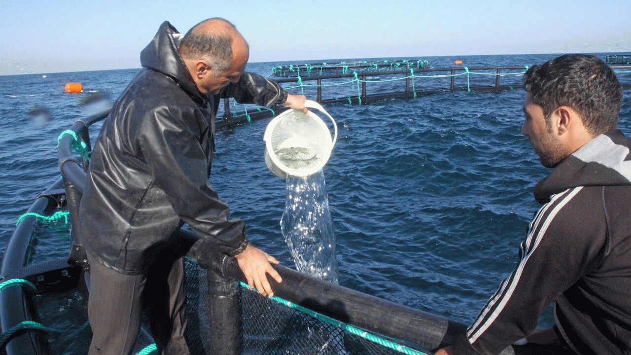 رونق اقتصاد شیلاتی در مازندران با افزایش مراکز پرورش ماهی در قفس