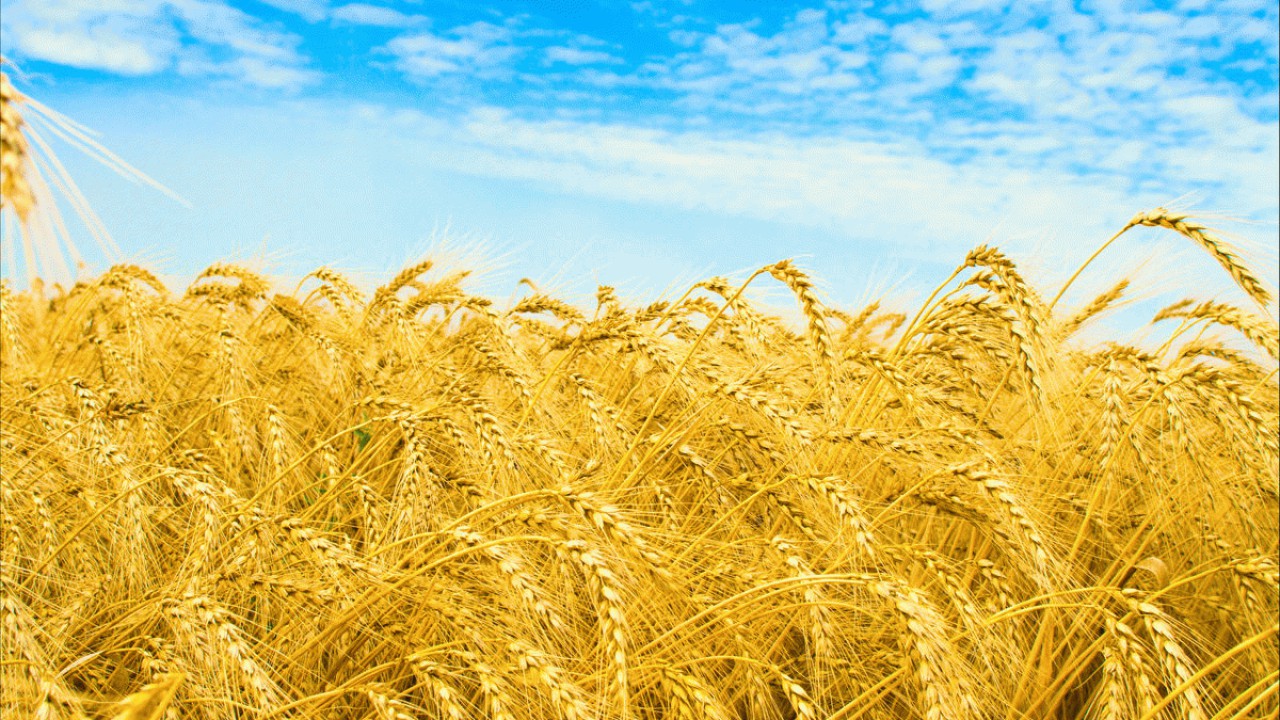 خرید تضمینی بیش از ۱۰هزار تن گندم در استان مازندران