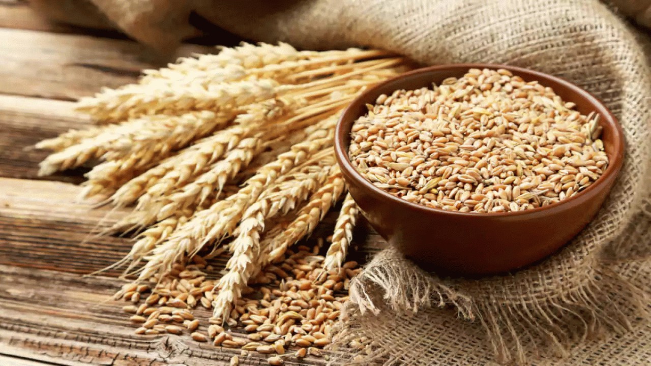 افزایش 70 درصدی تولید گندم در مازندران