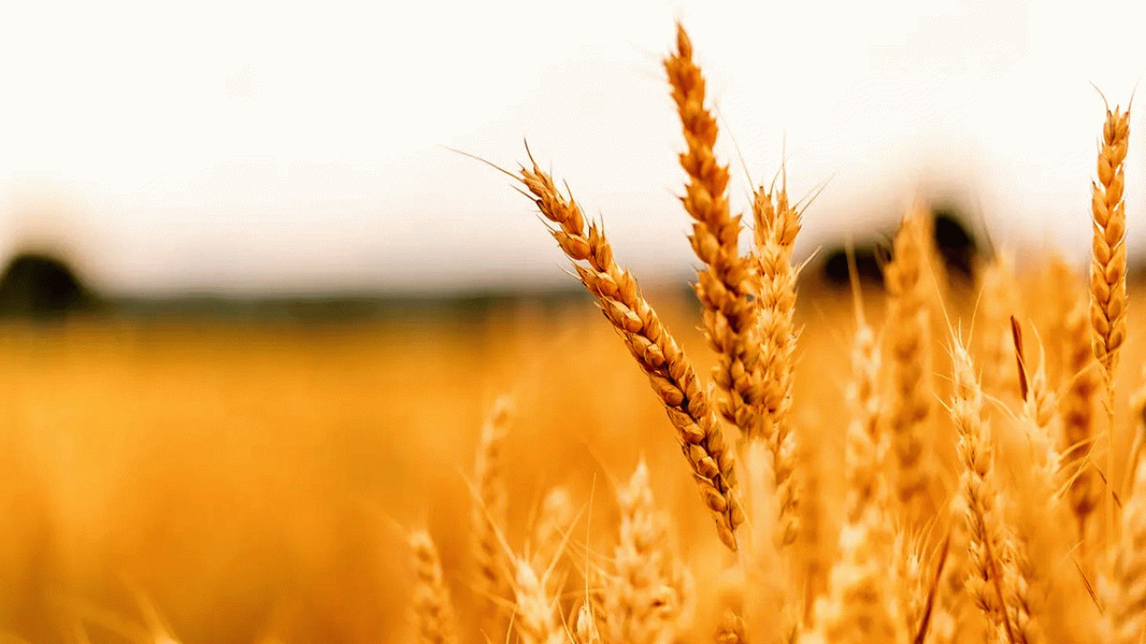 بیش از ۱۱۳ هزار تن گندم در مازندران خریداری شد