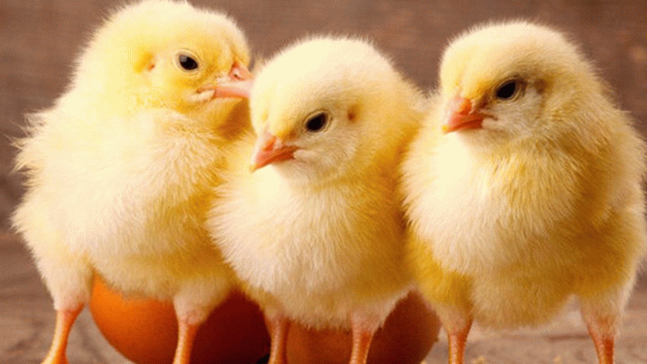 جوجه‌ریزی بیش از 14 میلیون مرغ در مازندران