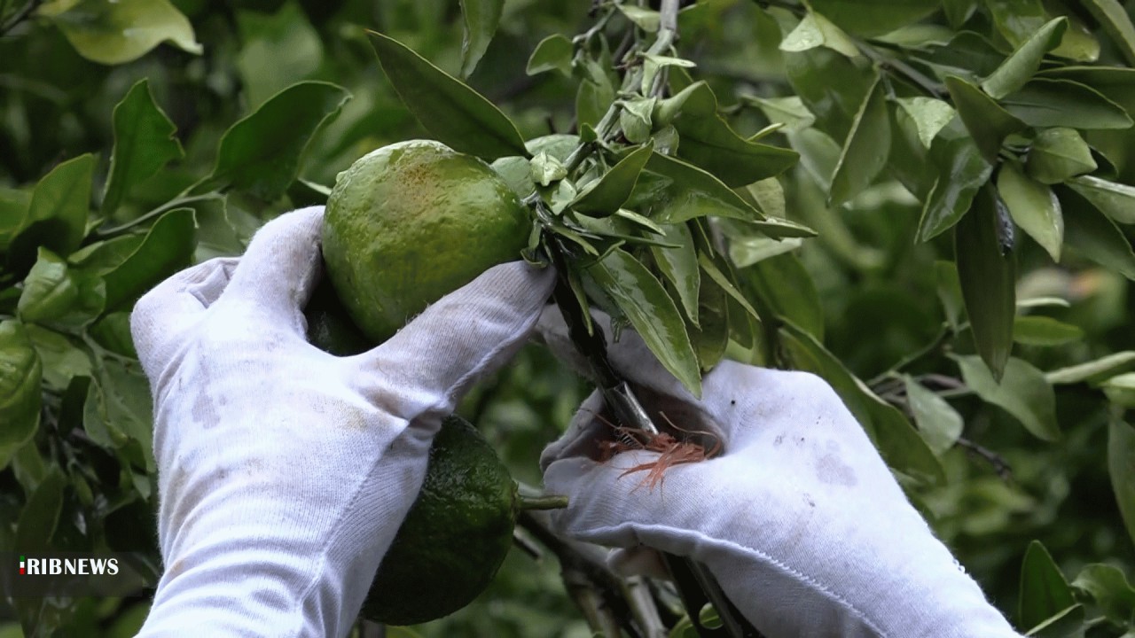 نارنگی های پیش رس مازندران در معرض جدی حمله مگس میوه