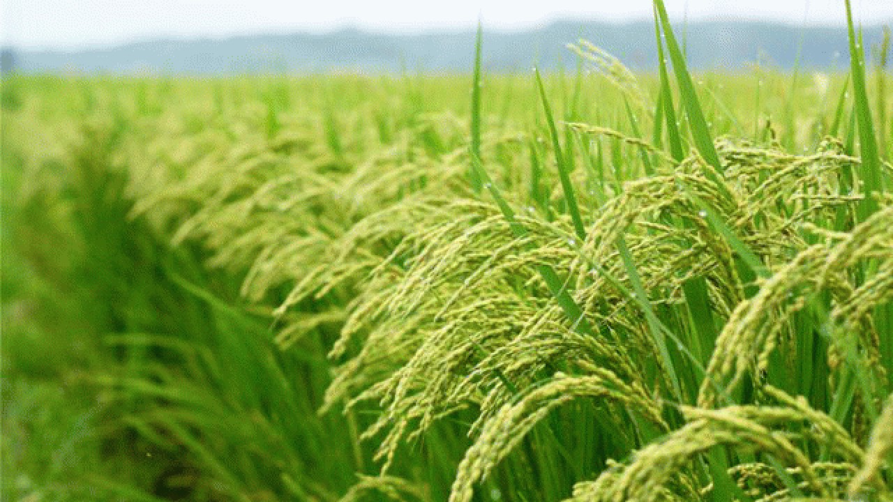 خشکه‌کاری برنج راهی برای غلبه بر کم‌آبی در مازندران