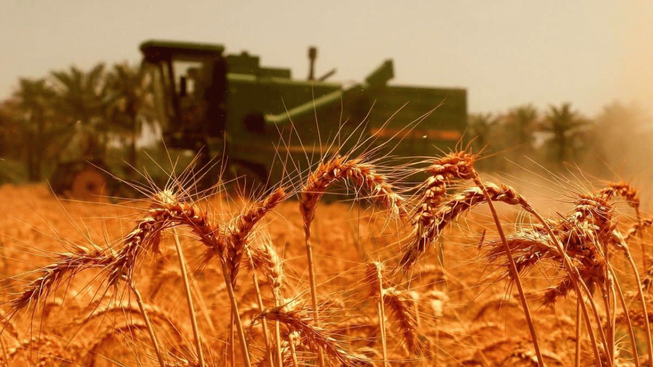 رشد 74 درصدی تولید گندم در مازندران