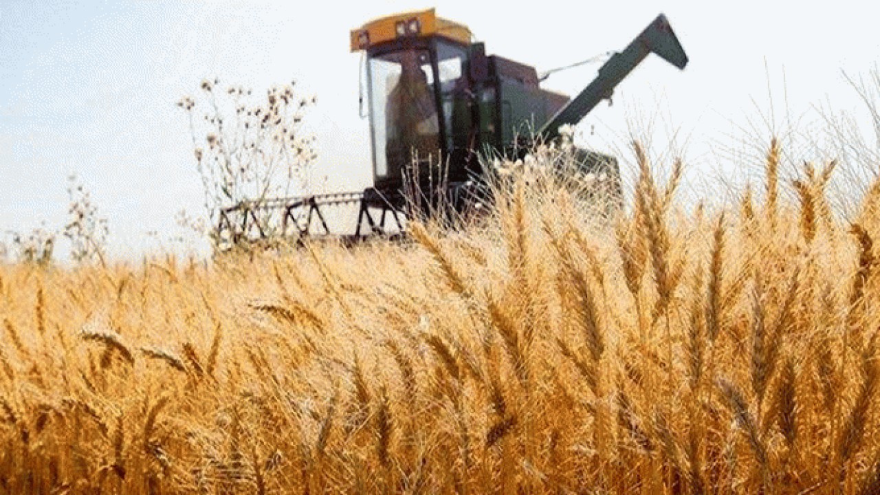 خودکفایی کشور در تولید گندم نزدیک است
