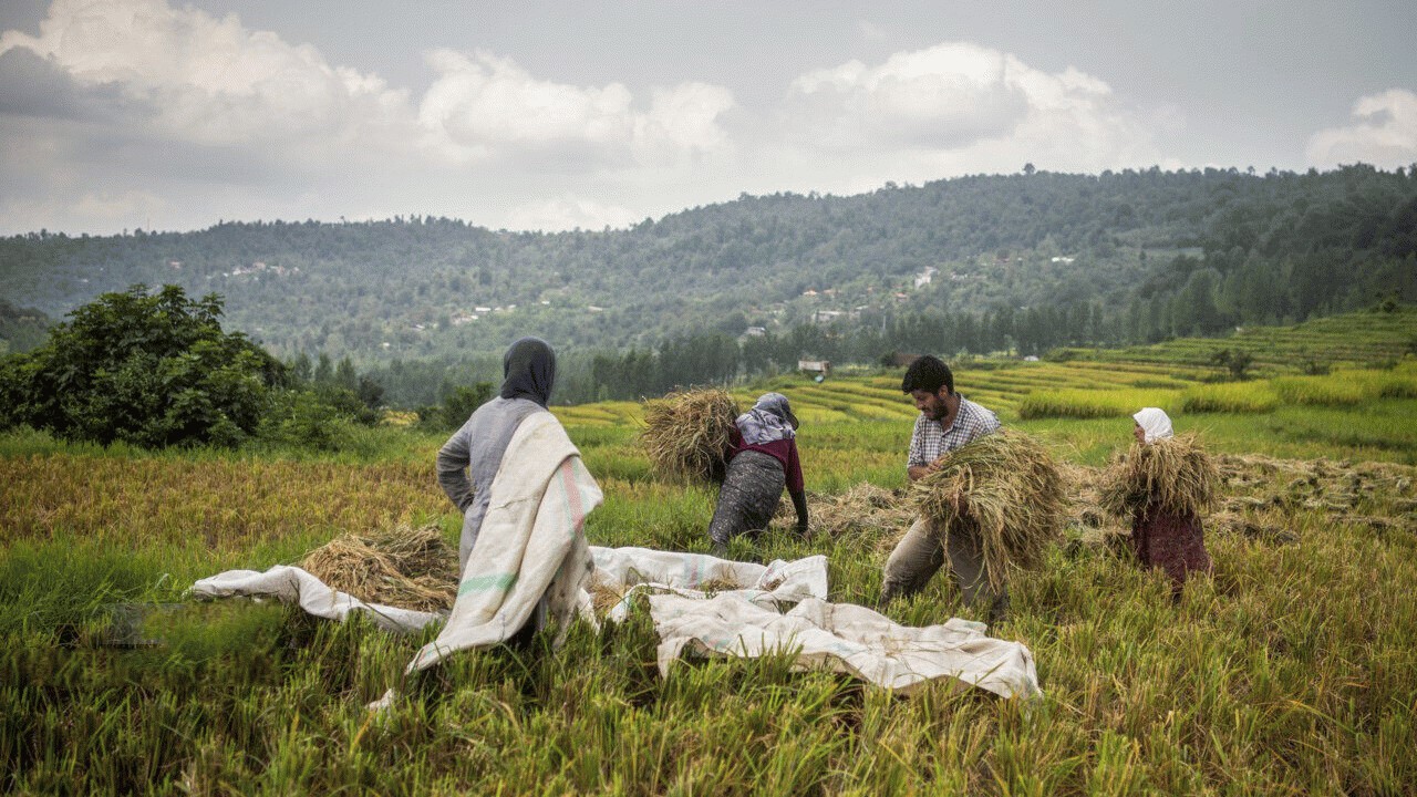 تداوم رکود بازار برنج احتمال تغییر کاربری اراضی کشاورزی را افزایش می دهد