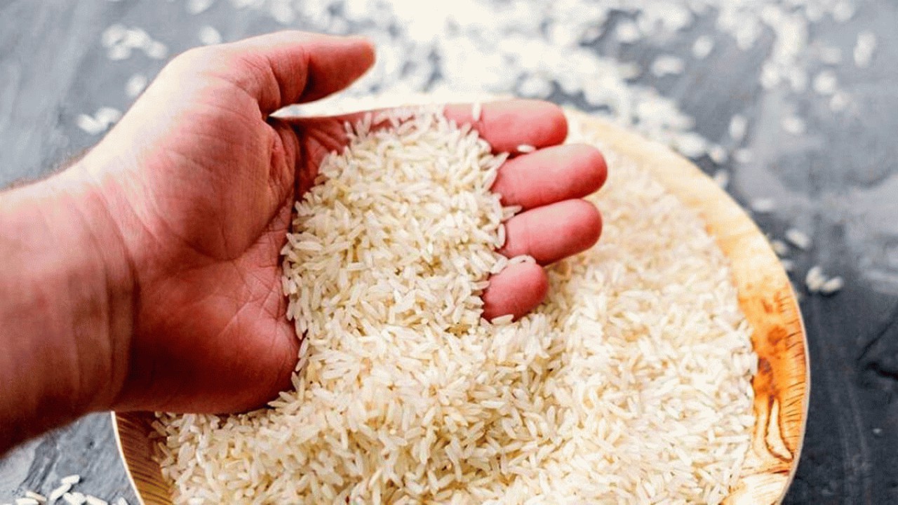 تولید برنج امسال مازندران به حدود یک میلیون تن رسید