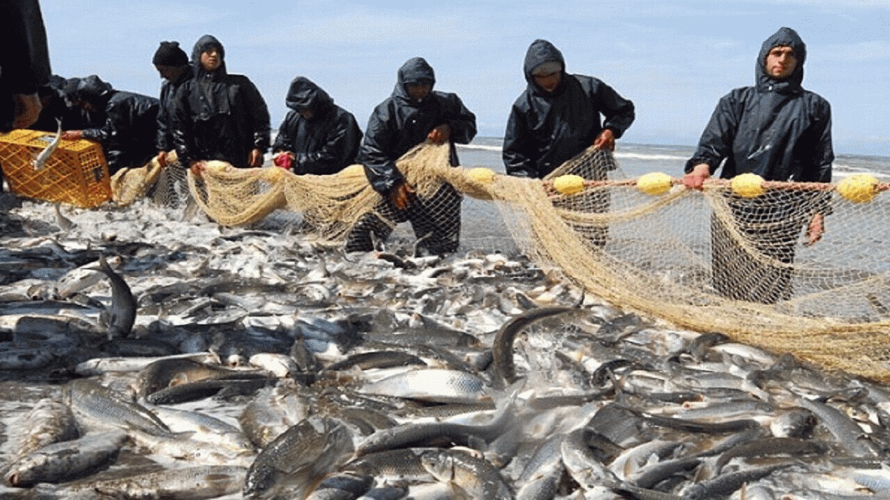 512 تن ماهی در خزر صید شد