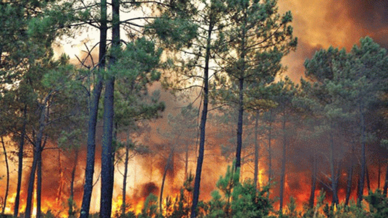 خطر آتش سوزی در عرصه‌های جنگلی مازندران