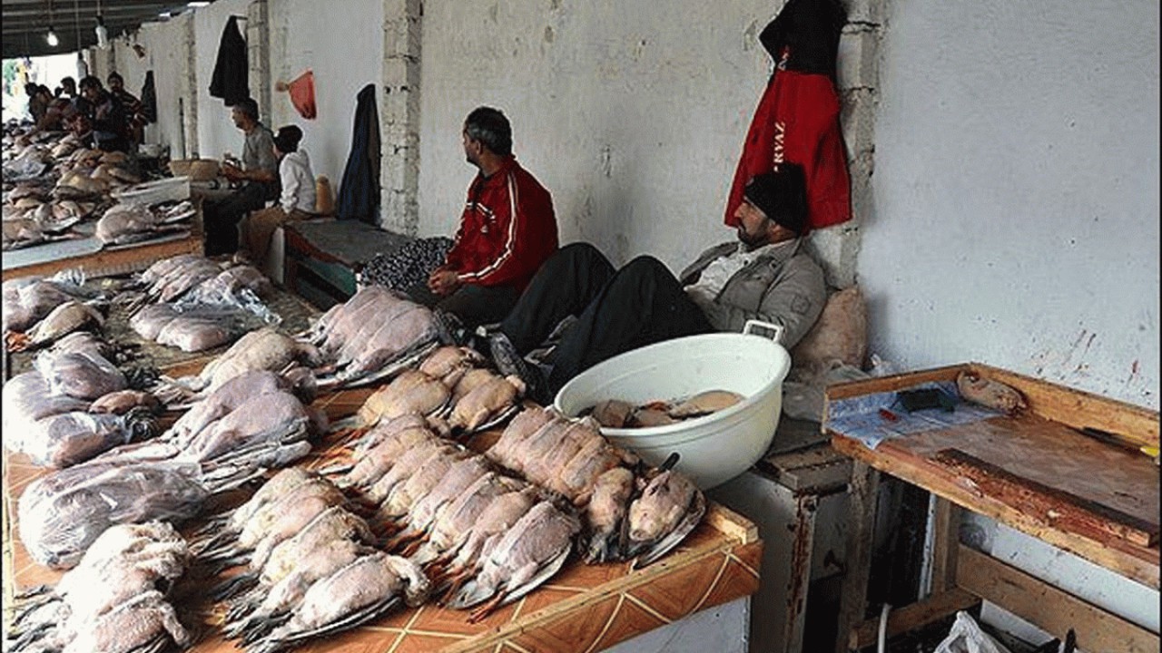 برچیده شدن بازار فروش پرندگان وحشی در فریدونکنار