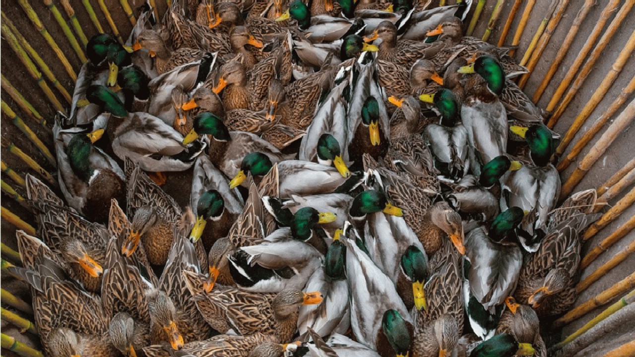 بازار فروش پرندگان مهاجر زیر ذره بین دادستانی فریدونکنار