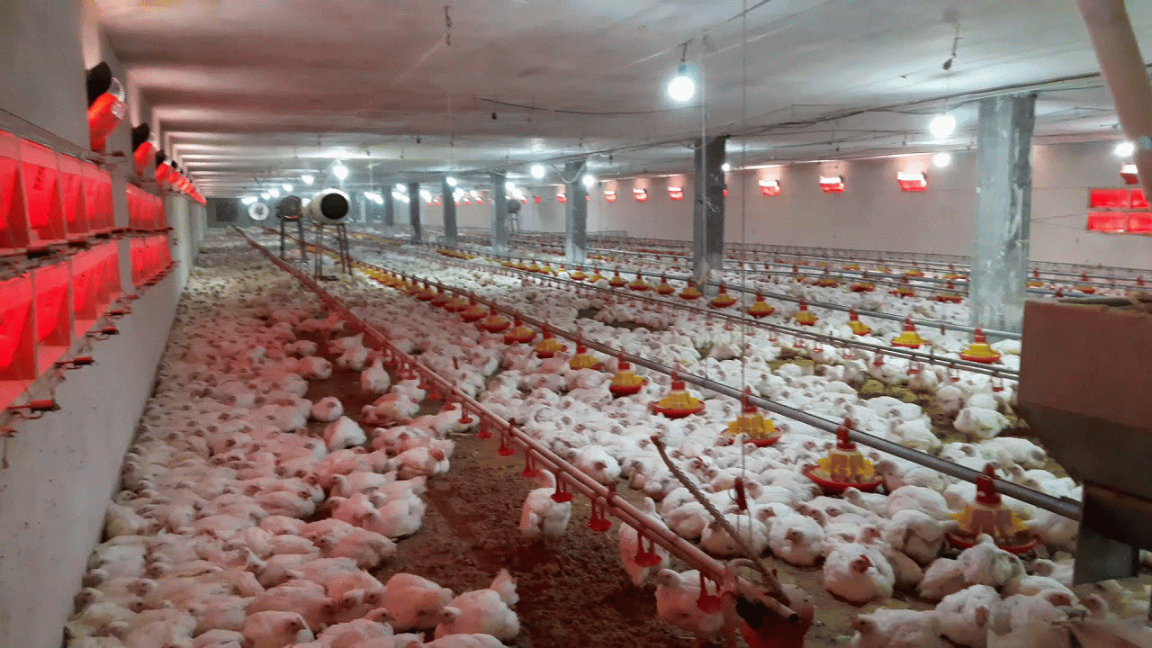 وضعیت پایدار تولید مرغ در کشور