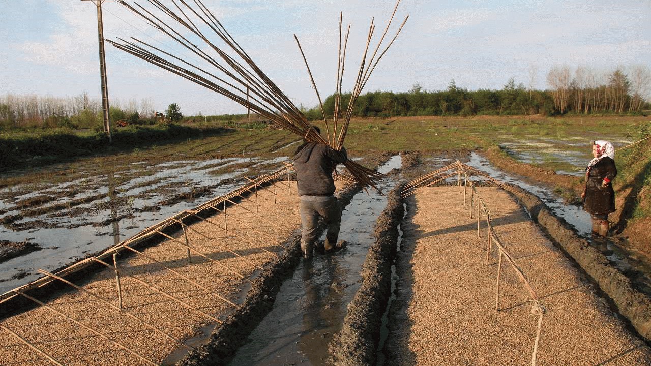 نخستین بذرپاشی برنج در شالیزار‌های فریدونکنار