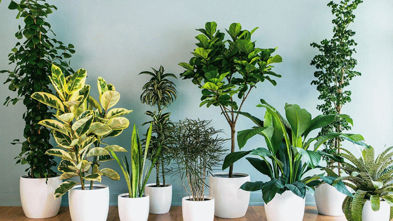 گیاهان آپارتمانی آرامبخش و کاهش دهنده استرس