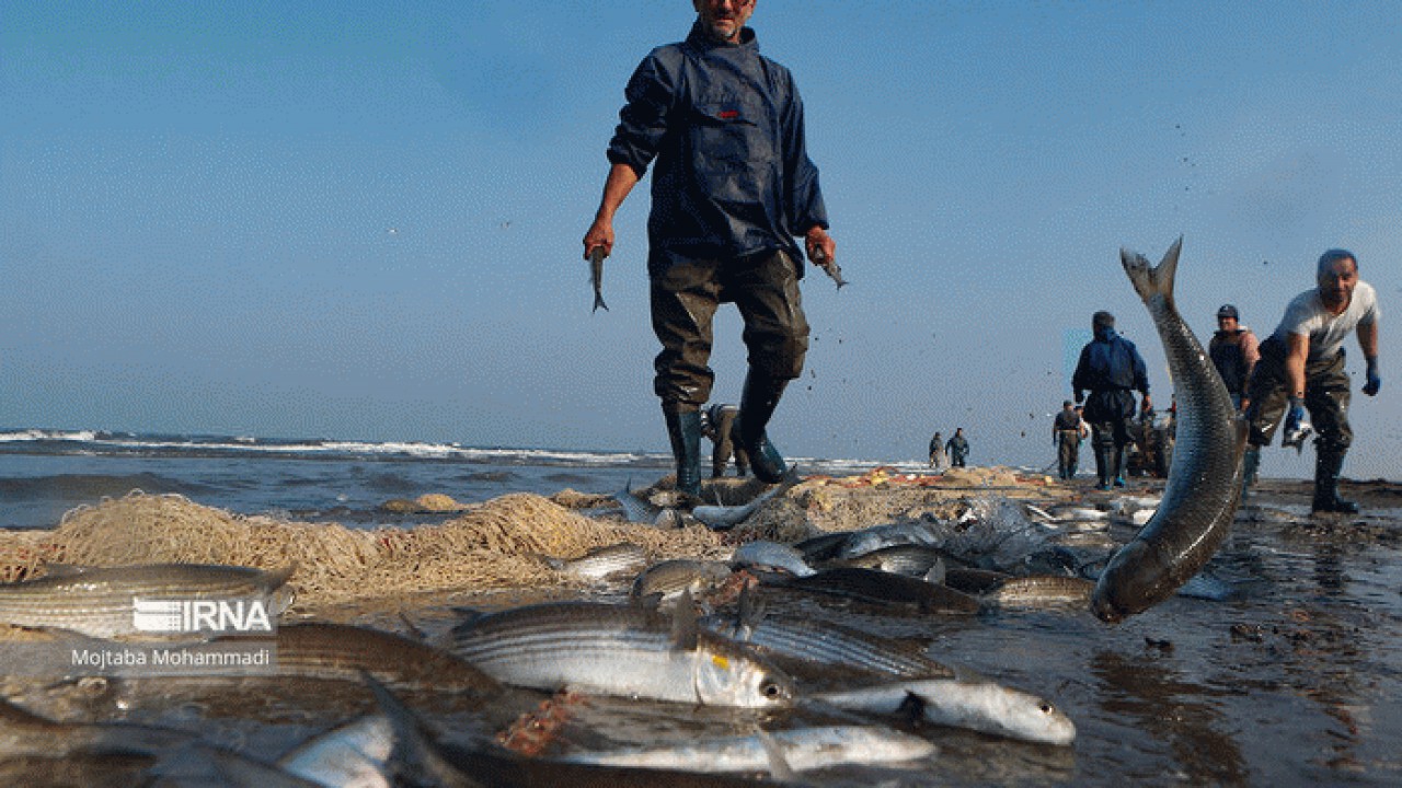 افزایش ۲۰ درصدی صید ماهیان استخوانی در مازندران