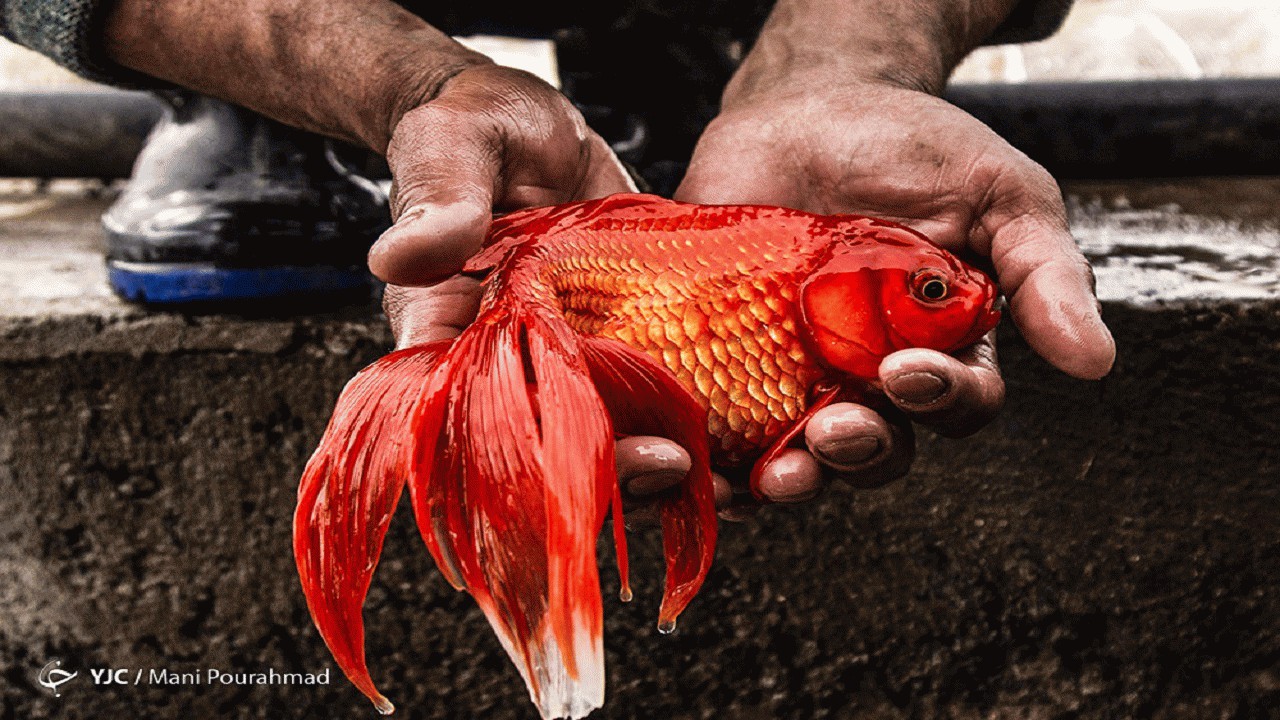 رهاسازی ماهی قرمز در آب‌های آزاد ممنوع!
