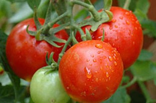 قیمت گوجه فرنگی کاهش پیدا می‌کند