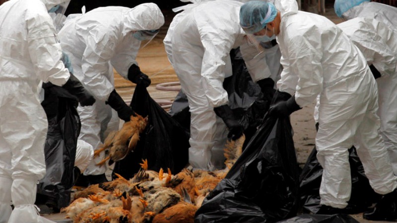 نگرانی از شیوع مجدد آنفلوآنزا فوق‌حاد پرندگان در مازندران