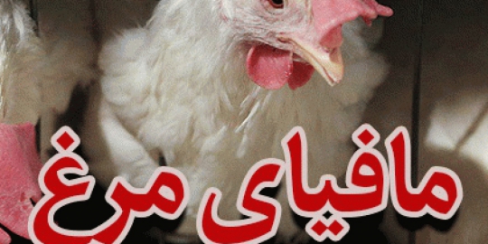 مافیای مرغ و نهاده های دامی در مازندران !